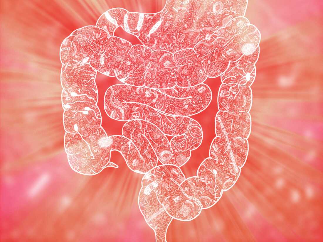 The Power of Your Gut Microbiome